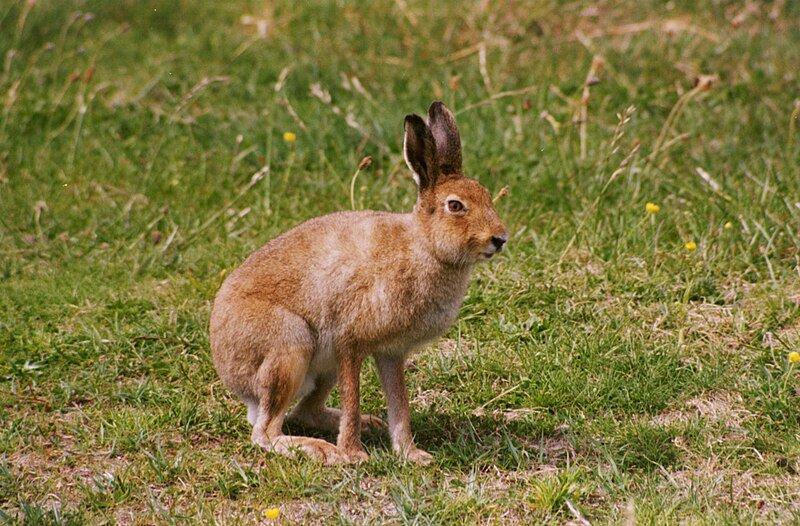 Zajec je sesalec, ki spada v red lagomorfov.