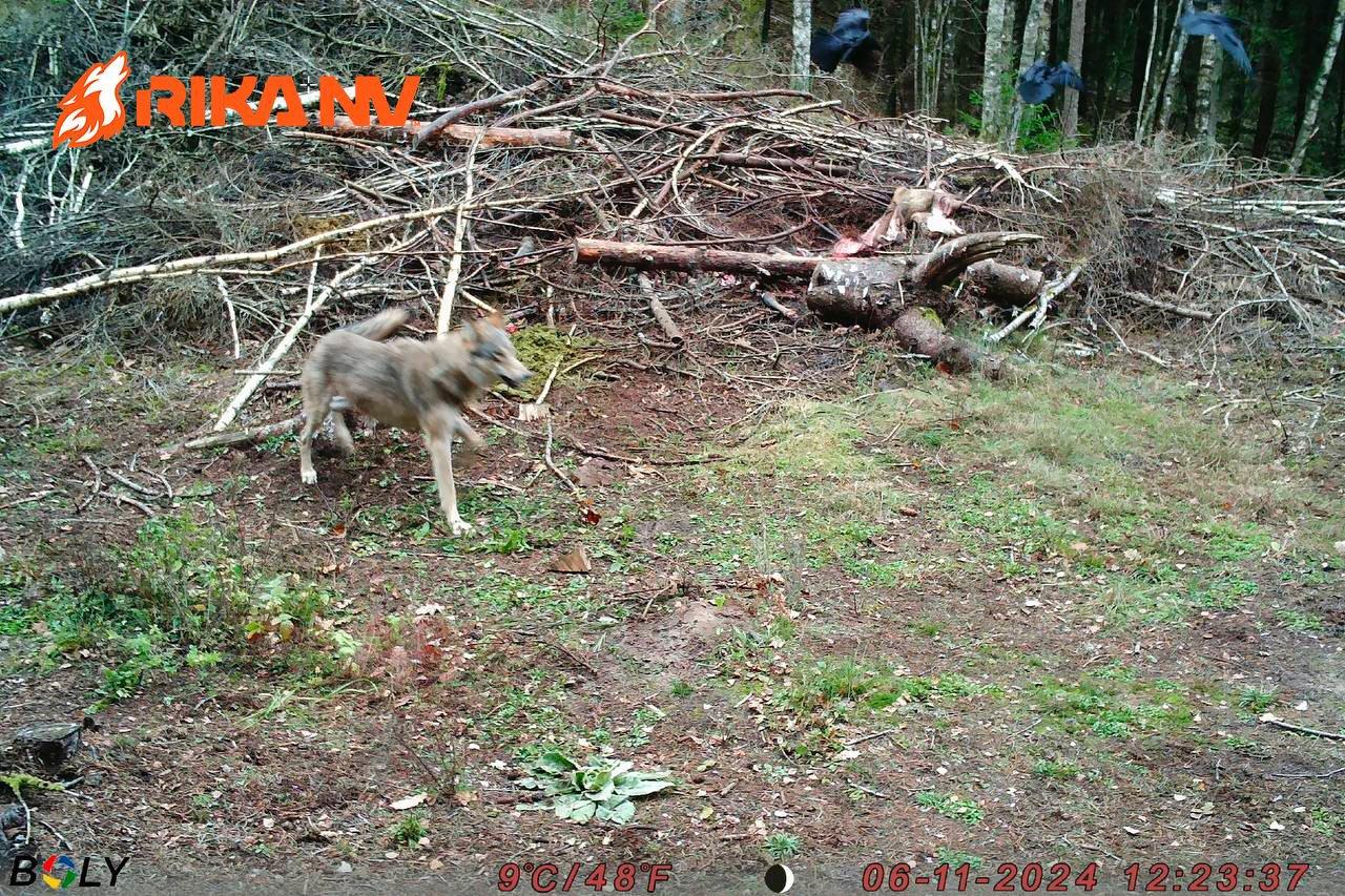 While Evgeniy went to conquer the mountain peaks, our RikaNV team in Belarus is preparing for a new wolf hunt🐺🔥