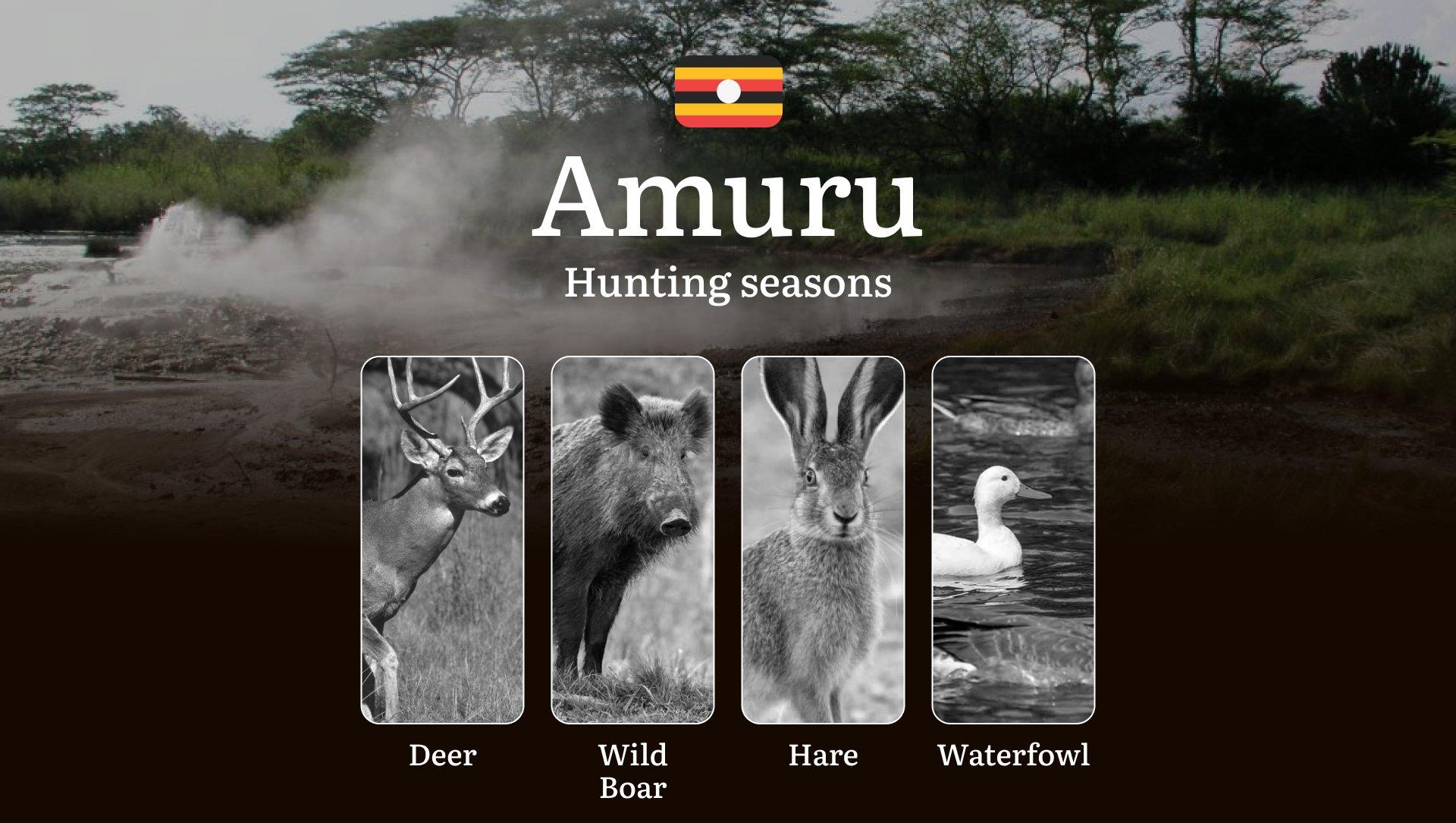 Amuru: Hunting Activity Periods, Protected Species and Seasonal Restrictions, Obtaining a License, Penalties That Affect Your Hunt, Expert Advice, Timing, Equipment 