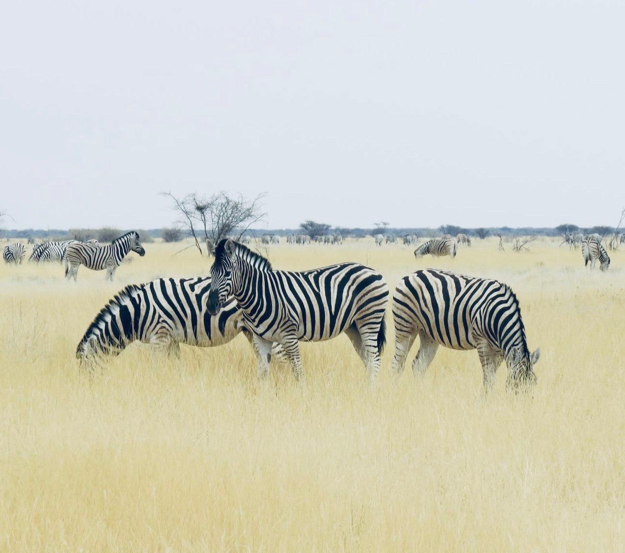 Zebra Hunting in Namibia: A Striped Trophy Worth Pursuing