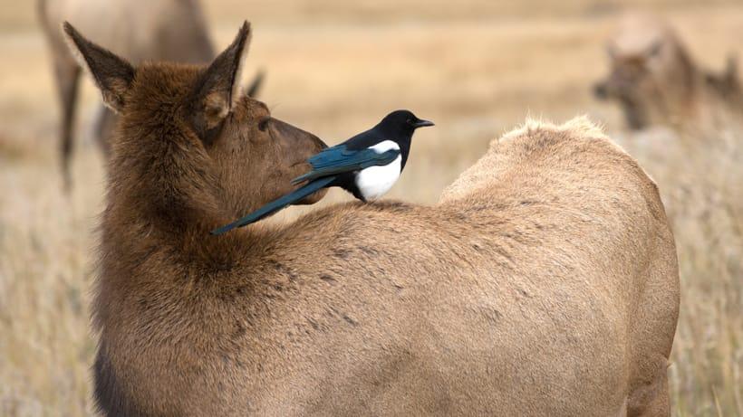 SOUTH DAKOTA RANCHERS UPSET OVER NUMBER OF ELK CONTINGENCY LICENSES