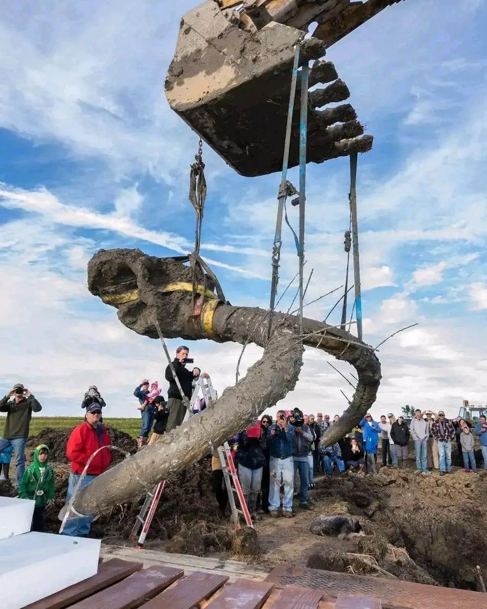 University of michigan recover a wolly mammoth skull in a farmers field in Lima township, Michigan 😳