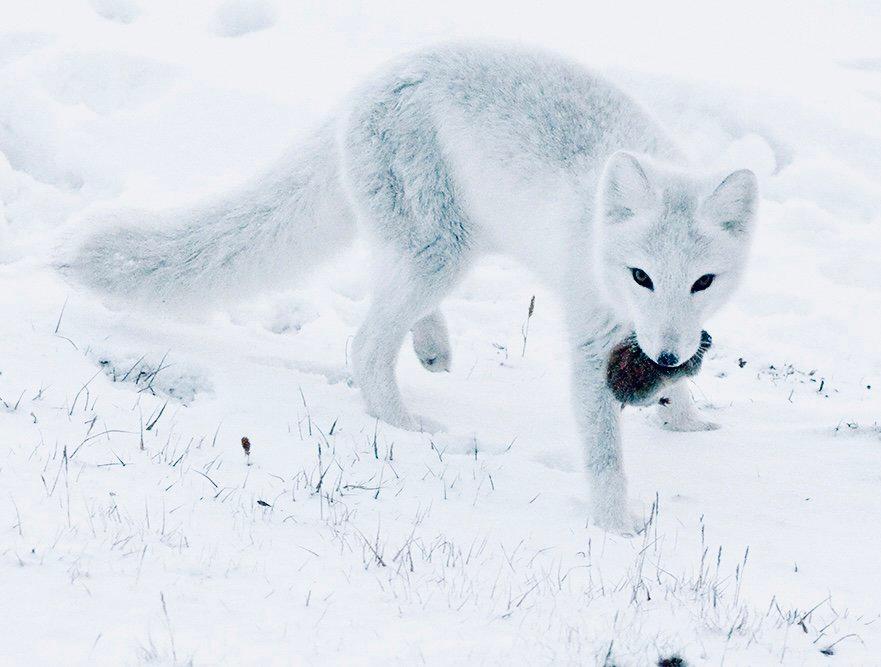 ПЕСЕЦ: описание и фото, охота на полярную лисицу в России — где обитает, повадки, методы, трофеи и правила