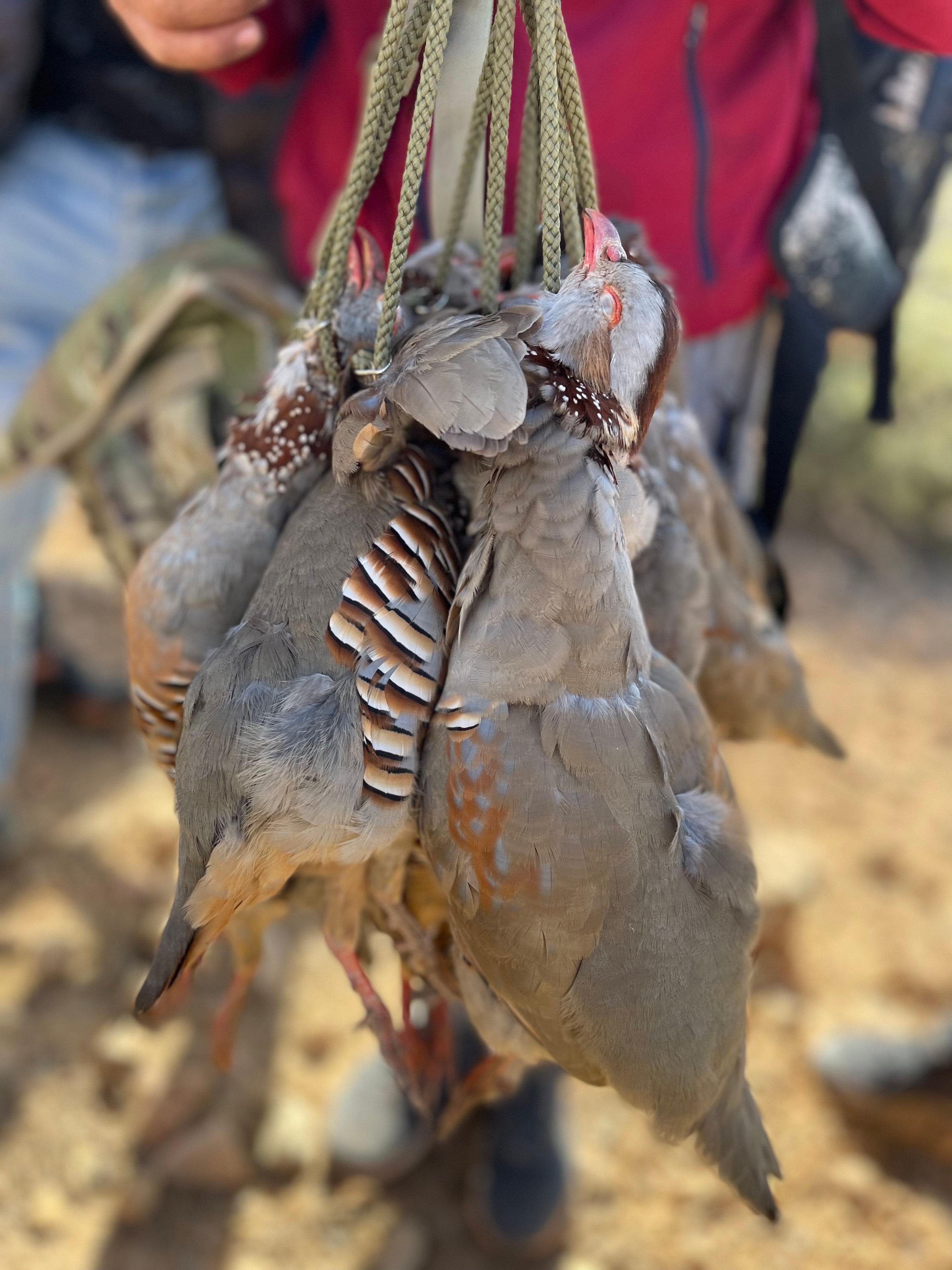 Partridge Shooting in Morocco: A Comprehensive Guide