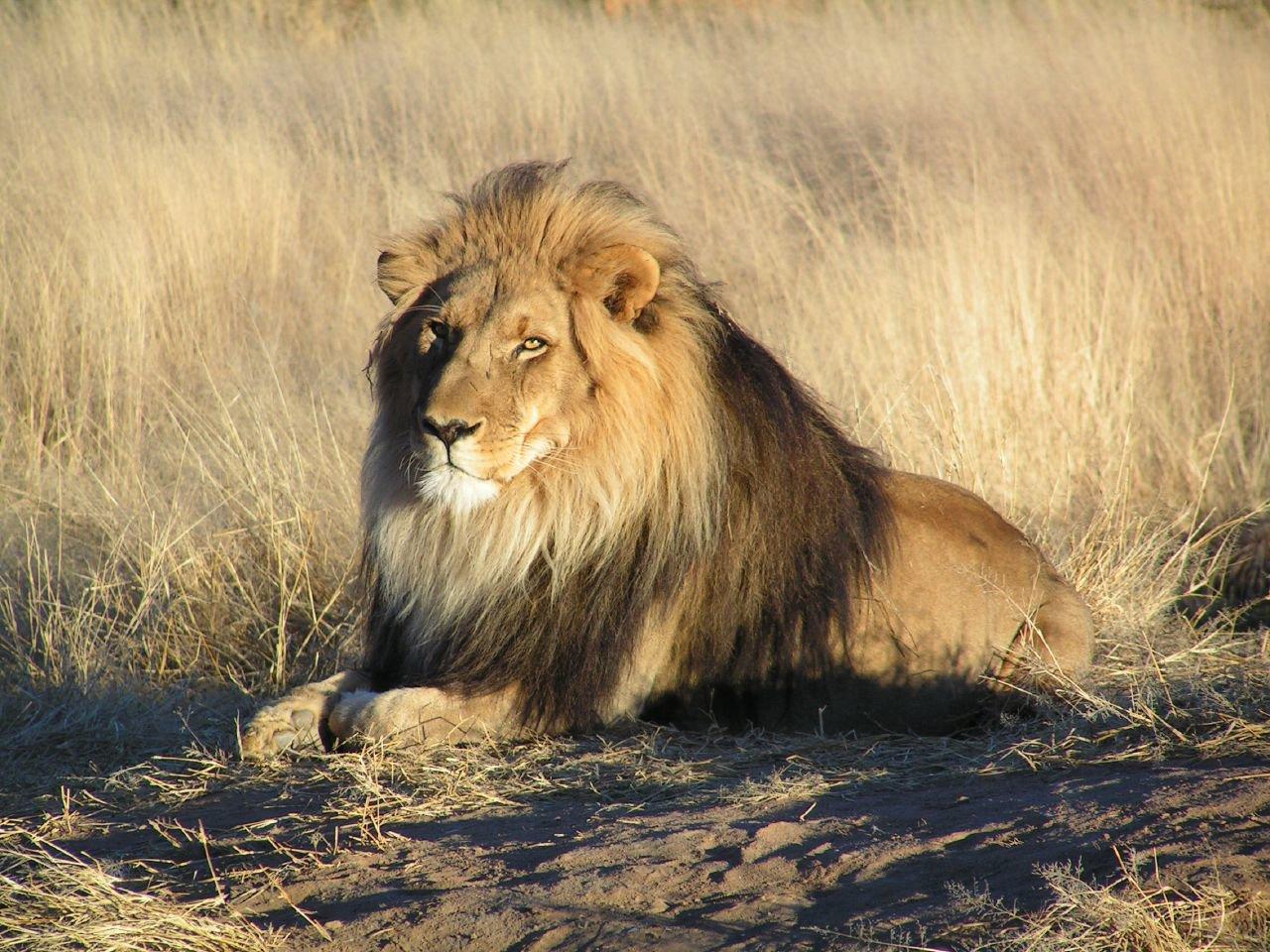 Die leeu (latyn Panthera leo) is'n spesie roofdiersoogdiere, een van vyf verteenwoordigers van die genus Panthera, wat tot die subfamilie van groot katte in die katfamilie behoort.