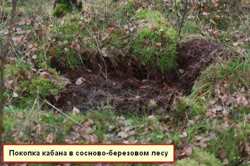 Следы жизнедеятельности кабана