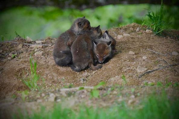 Ne pas déranger 🦊🦊🦊🦊💤 une approche qui ne sera pas possible aujourd’hui… pour la tranquillité des loulous