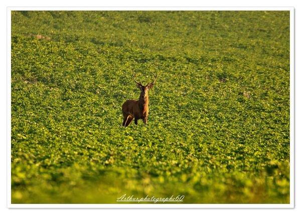 Le roi de la forêts 📸📸