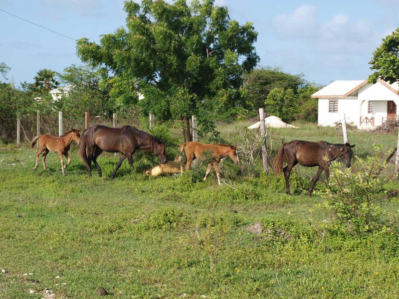 Barbuda is a wildlife paradise