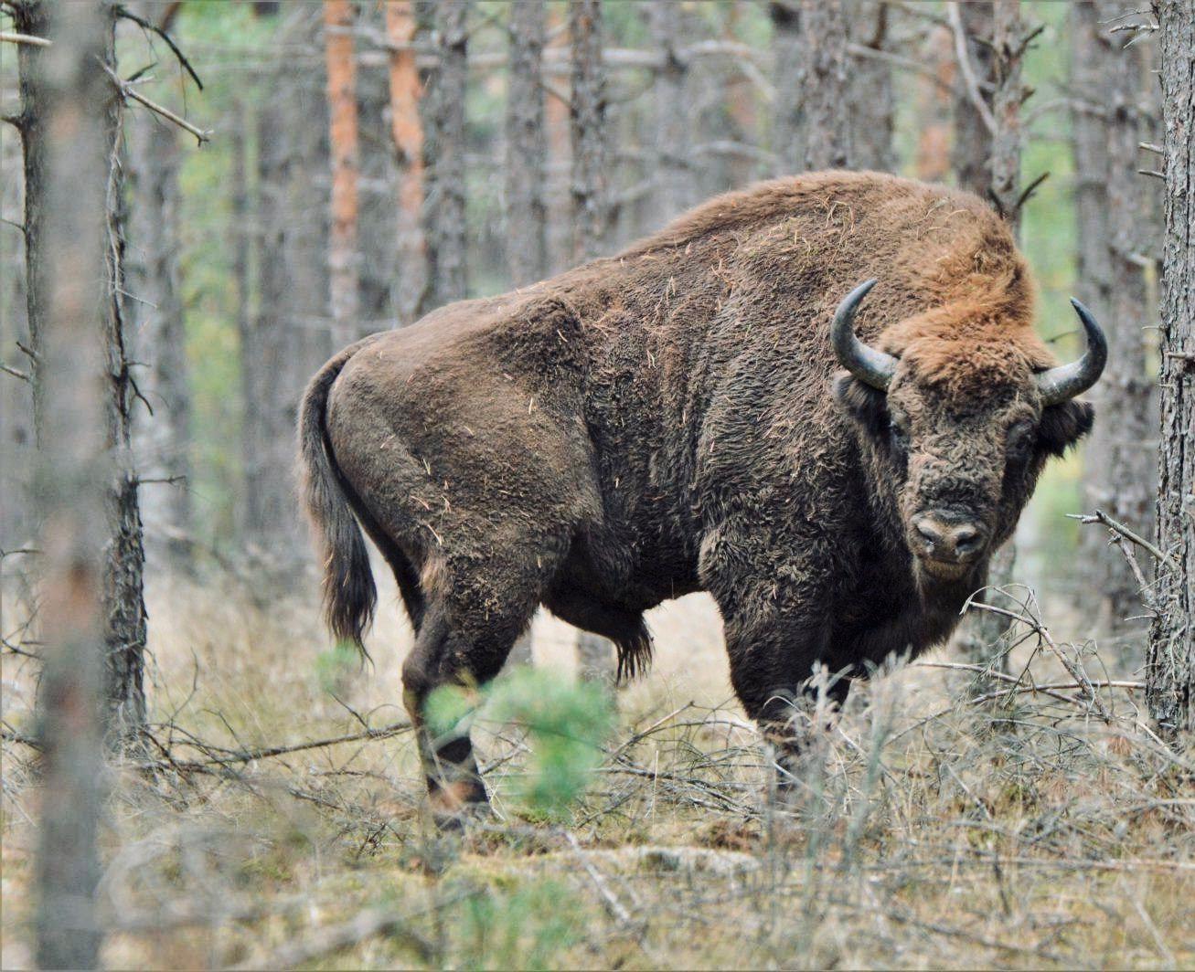 ЗУБР: описание, охота на зубра, где обитает, повадки, методы, лицензия, цена, трофеи и правила.