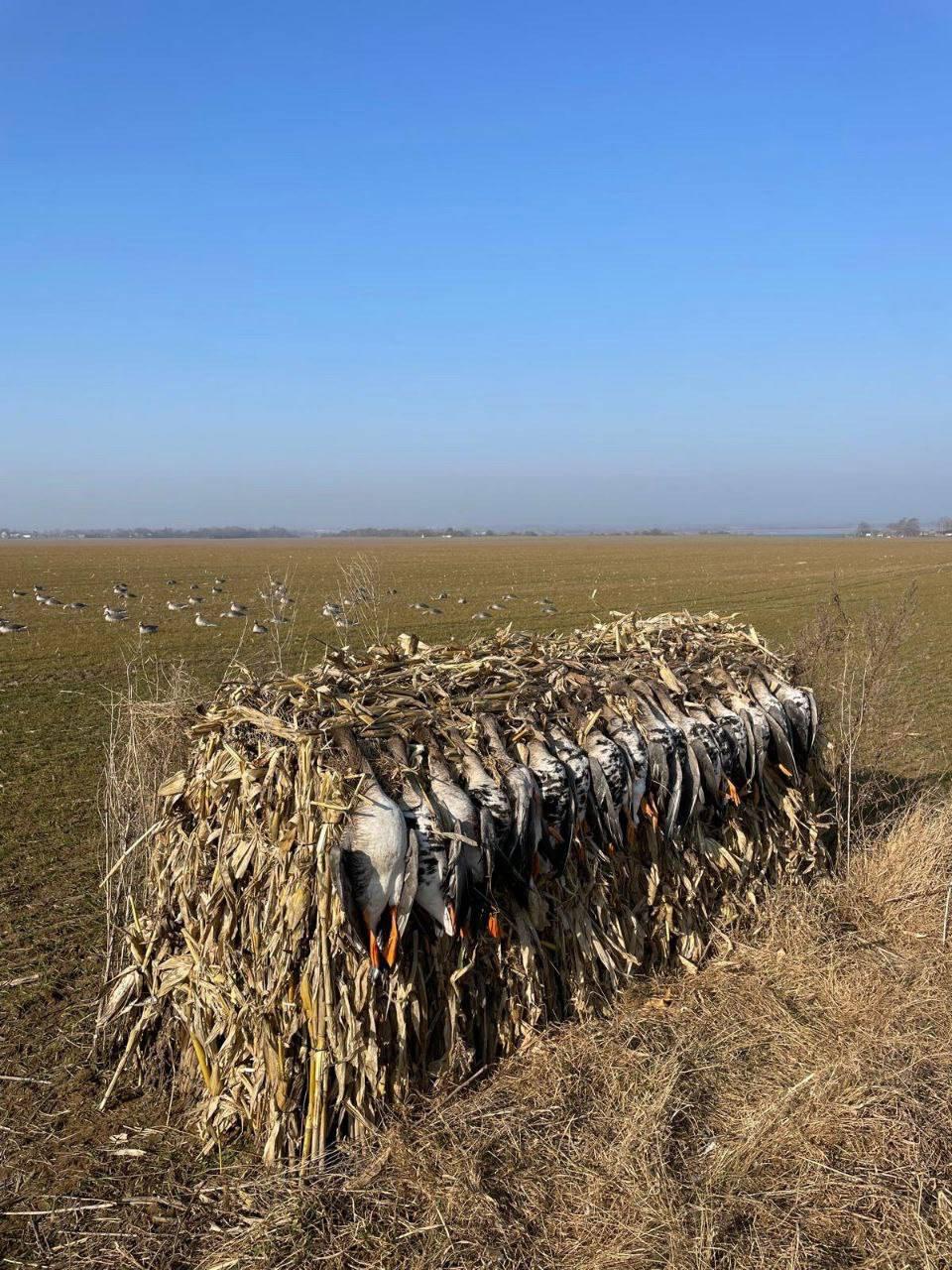 Goose Hunting in Belarus 2025: Full Guide to Seasons, Methods, Permits, and Prices
