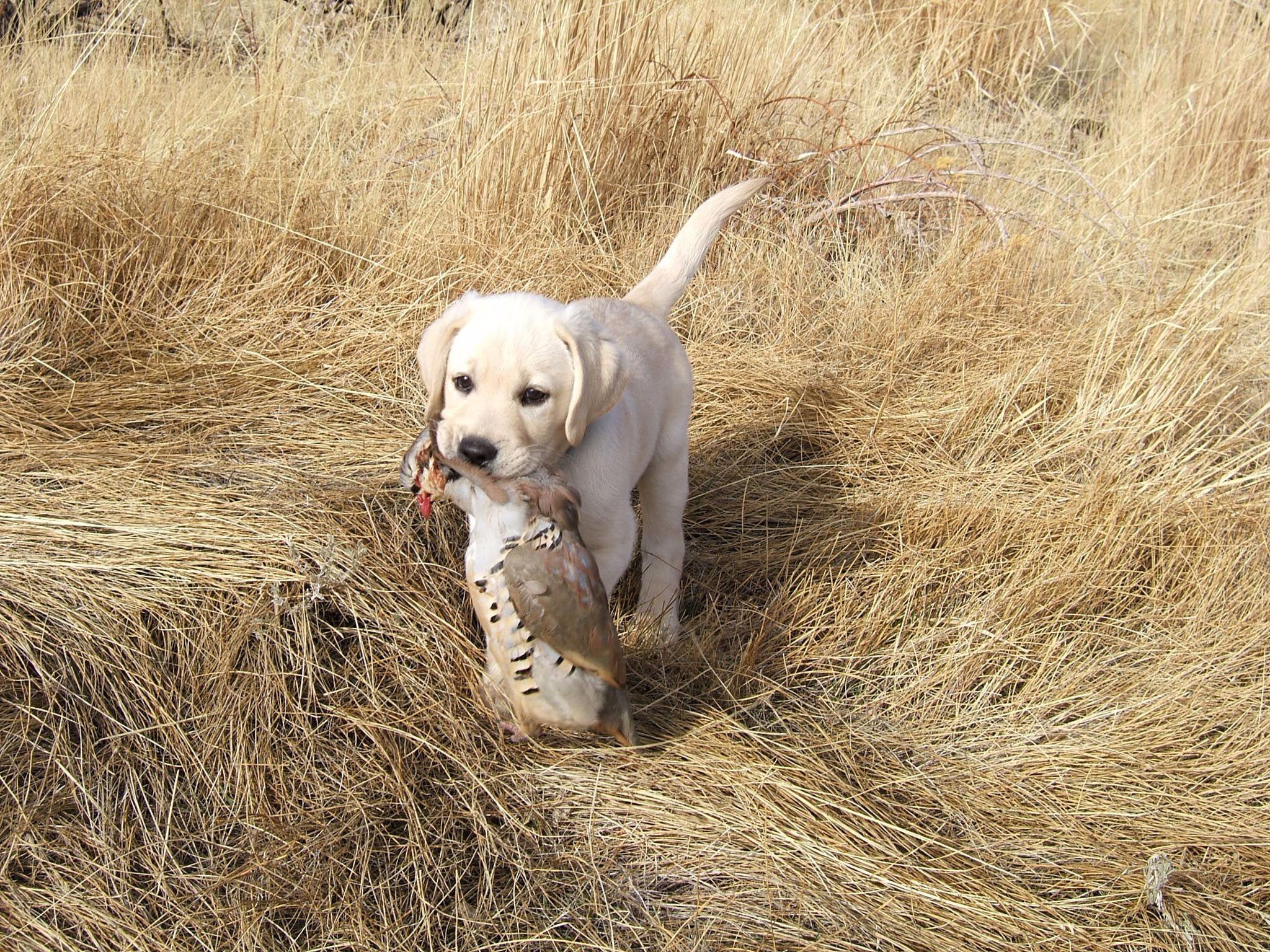 Look at that little hunter