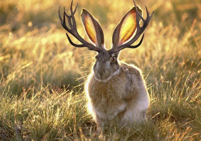 Le dahu (parfois orthographié dahut) est un animal sauvage imaginaire vivant dans les zones montagneuses, environnement qui a influé sur son évolution physique au fil des générations.