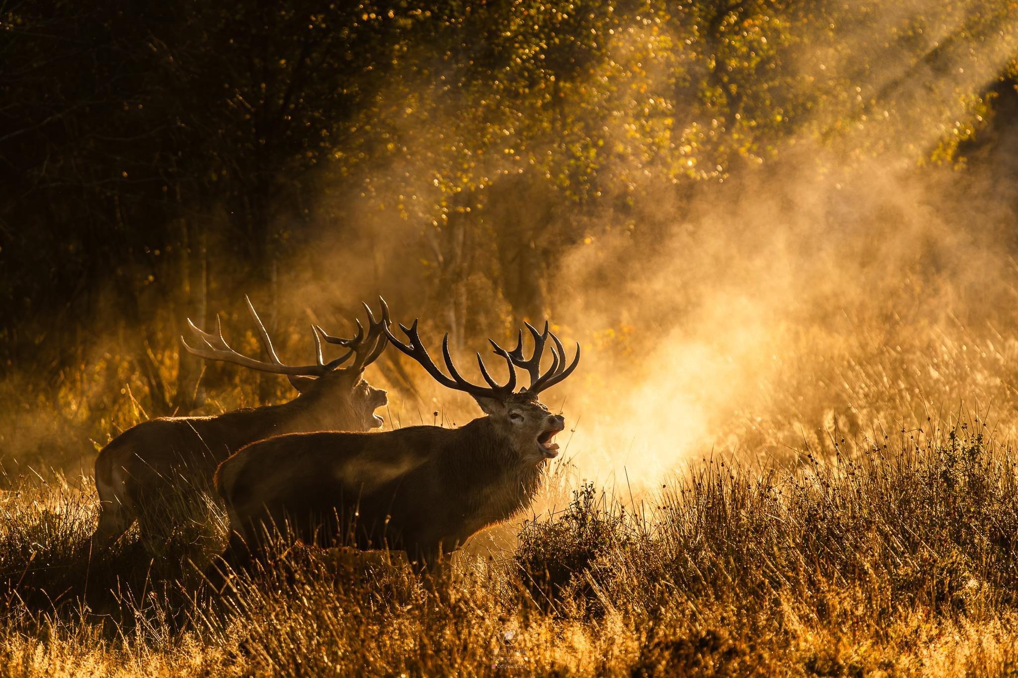 A Few More Red Deer in the Morning Light