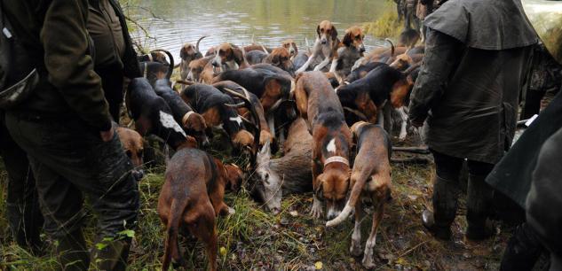 La chasse est souvent présentée comme une nécessité : elle permettrait d'éviter la surpopulation des animaux sauvages et les dégâts qu'elle provoque par l'abattage sélectif du gibier tout en protégeant les êtres humains et les animaux de diverses maladies.