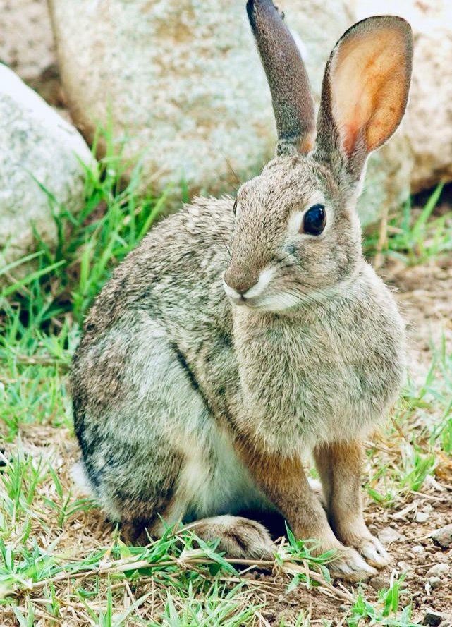 КРОЛИК ДИКИЙ: описание, охота на дикого кролика, повадки, методы, трофеи и правила, фото.