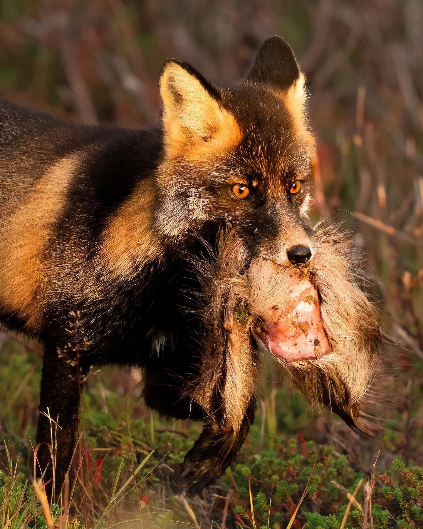 Today, I had a very special encounter at sunrise: I managed to spot and photograph a cross fox.