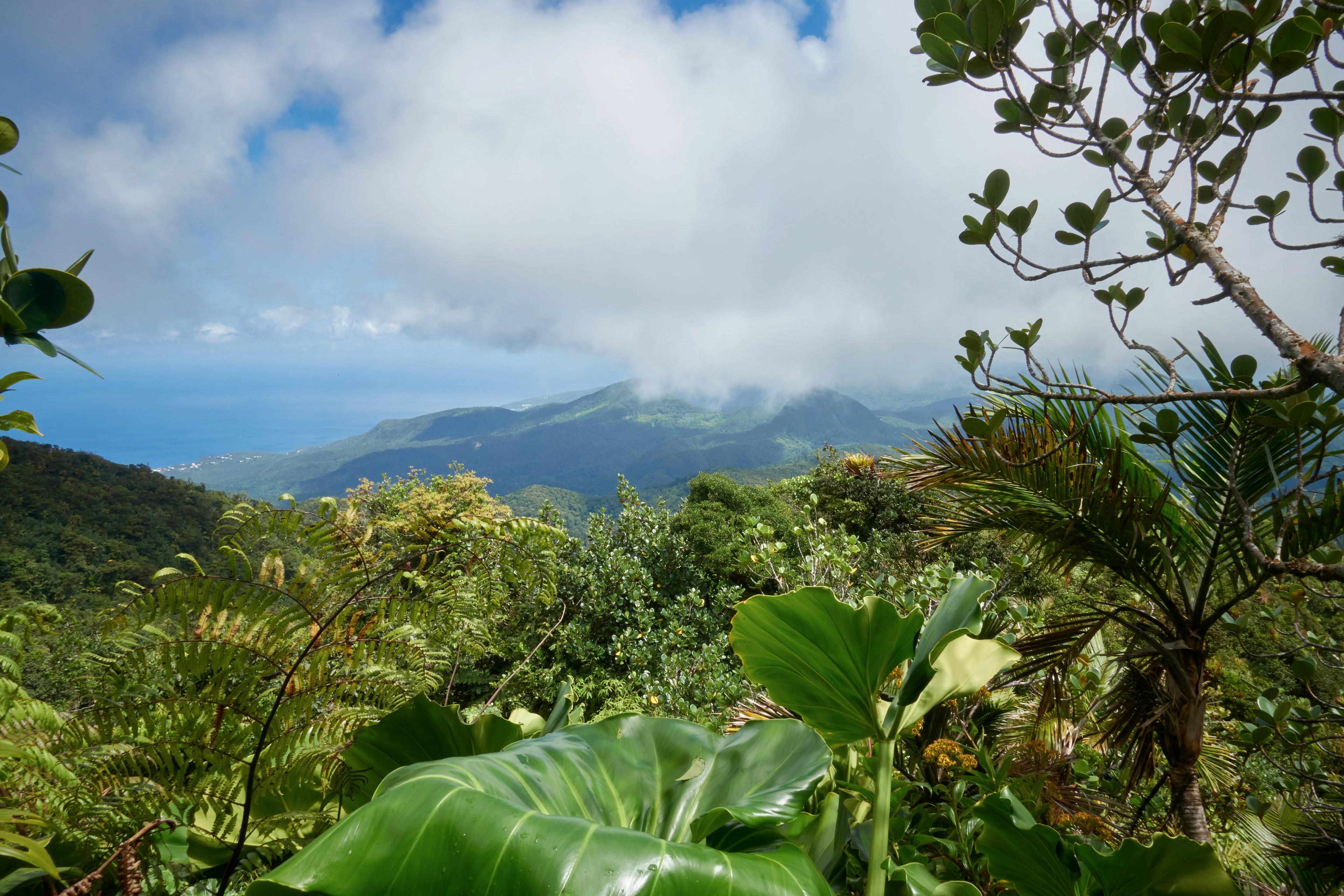Les Clés de la Chasse en GUADELOUPE: Géographie insulaire, traditions de chasse, faits marquants et réglementation spécifique