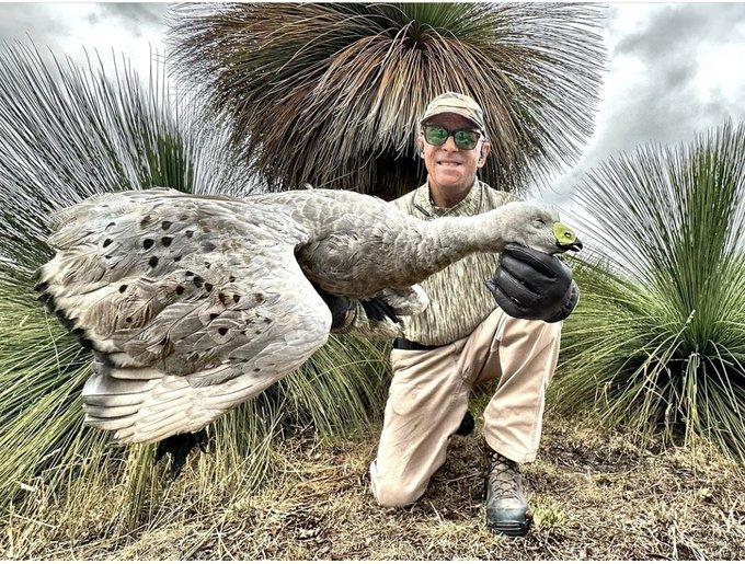 Have you ever seen a CAPE BARREN GOOSE??