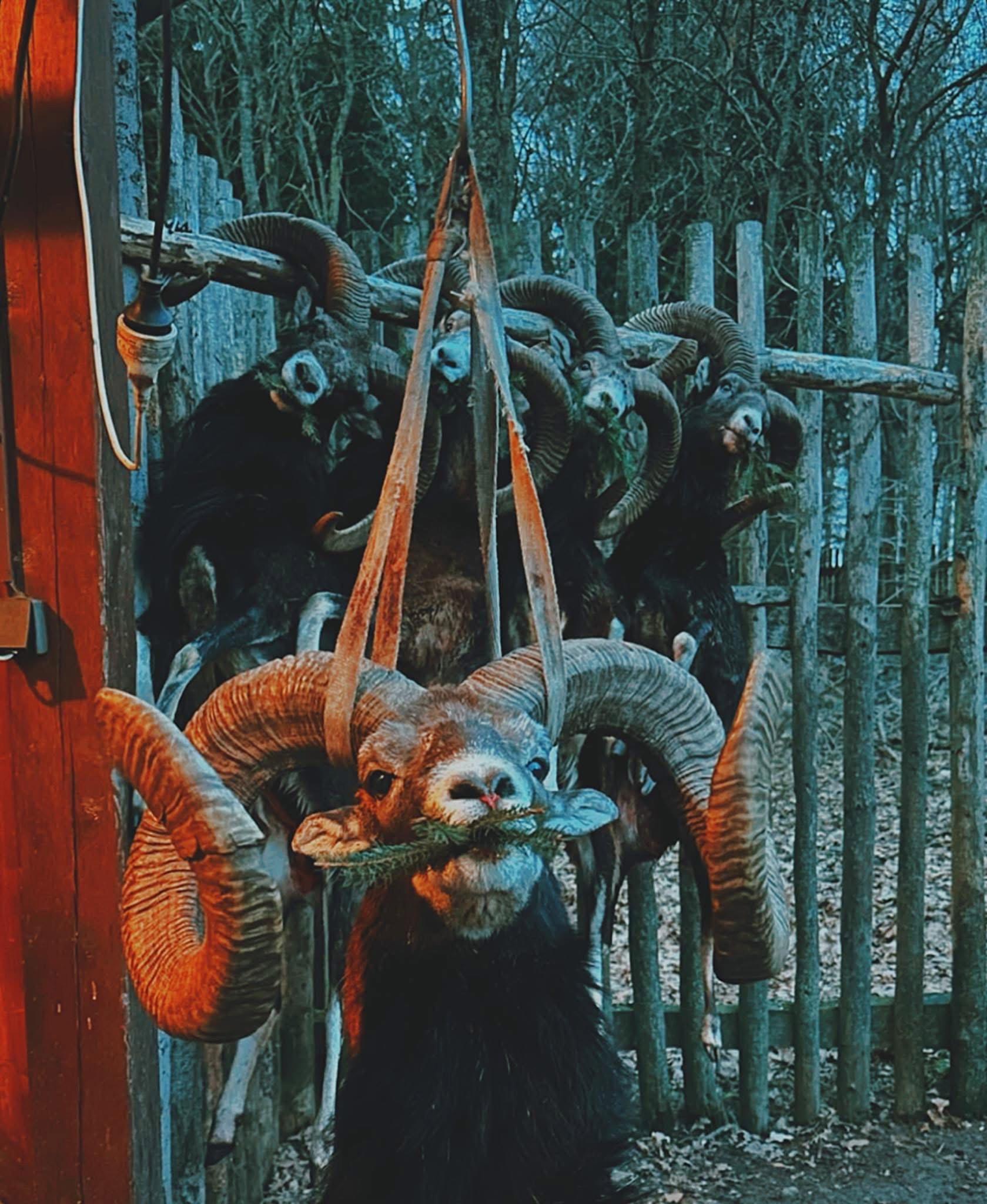 MOUFLONS EN RÉPUBLIQUE TCHÈQUE 🇨🇿