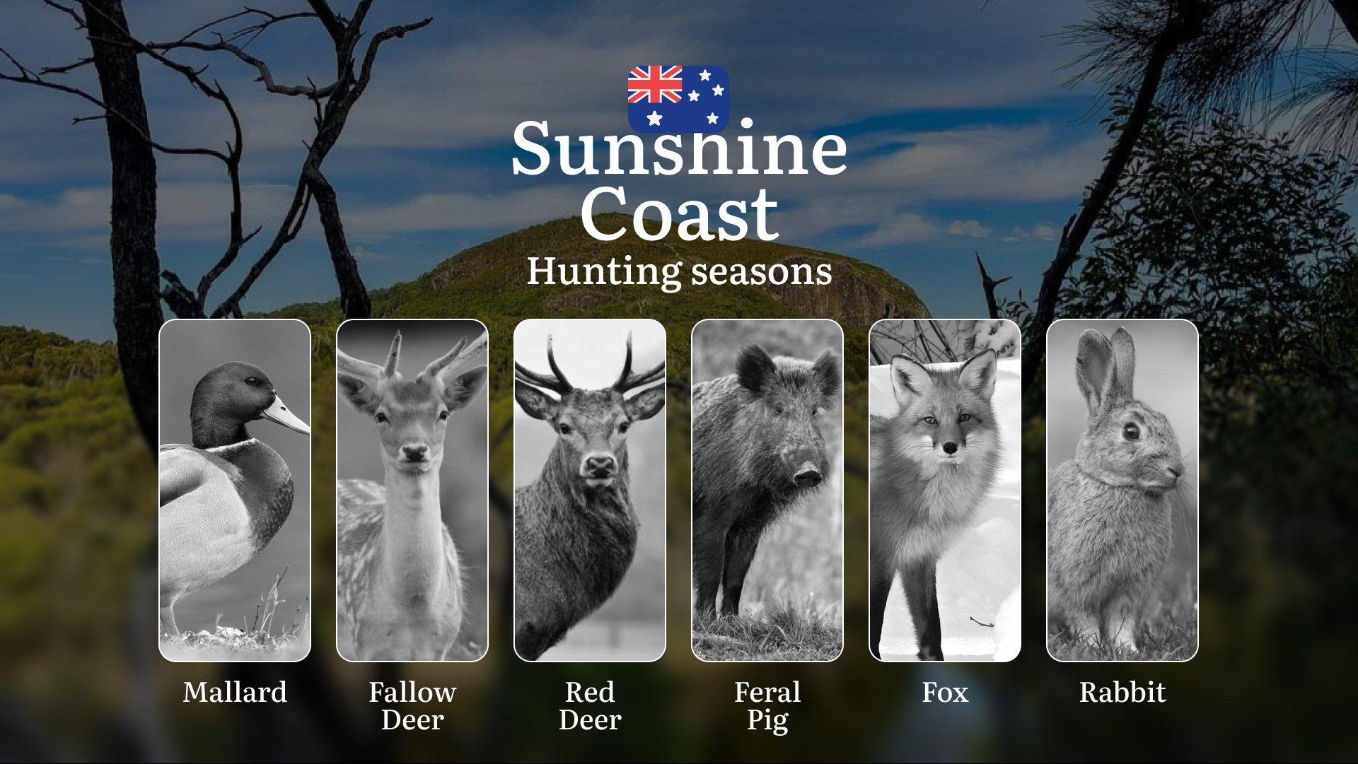 Sunshine Coast Hunting Calendar: When the Bushland Awakens - Deer, Duck and Coastal Game Timings