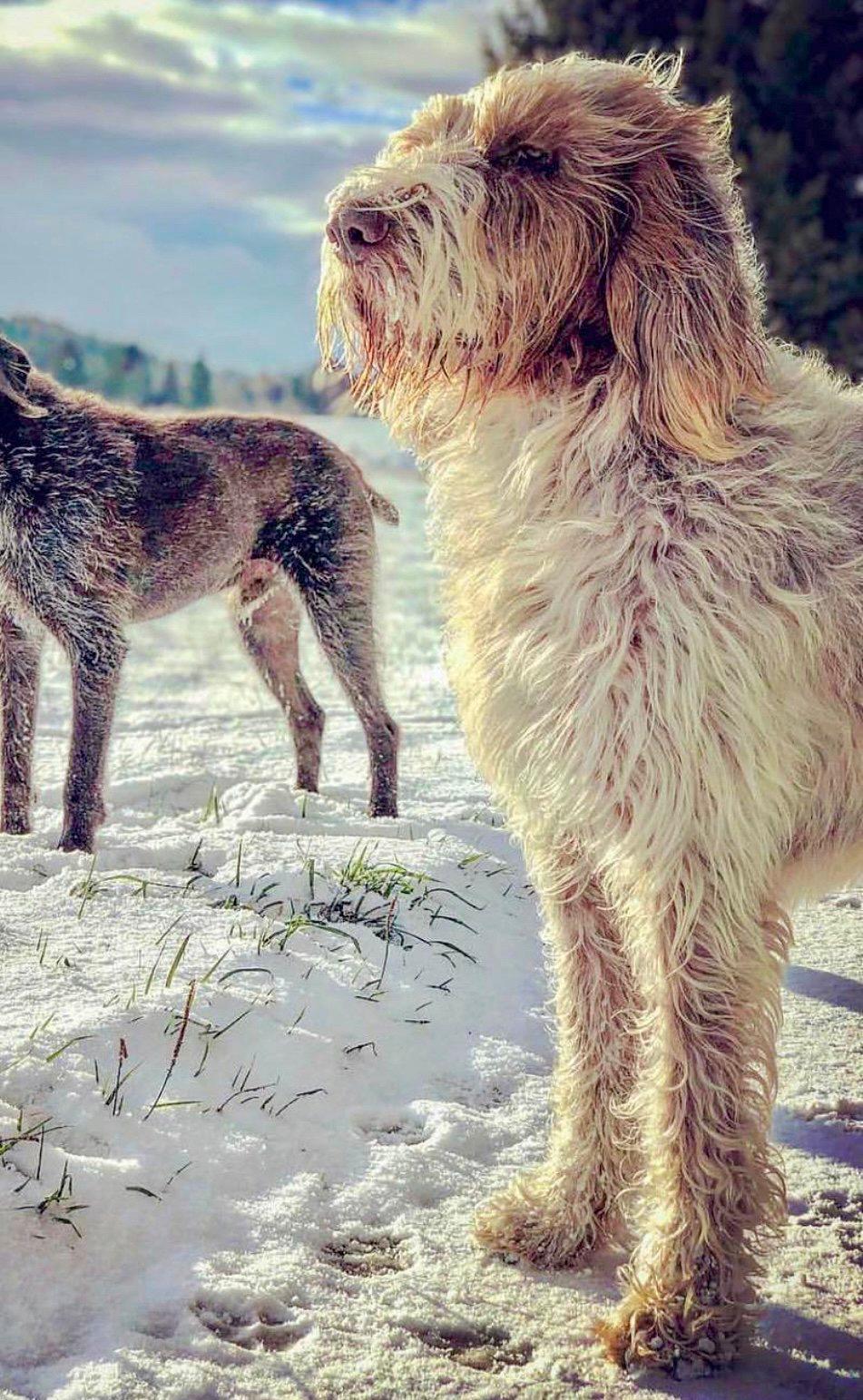 The Spinone Italiano: A Hunter's Companion Across Continents