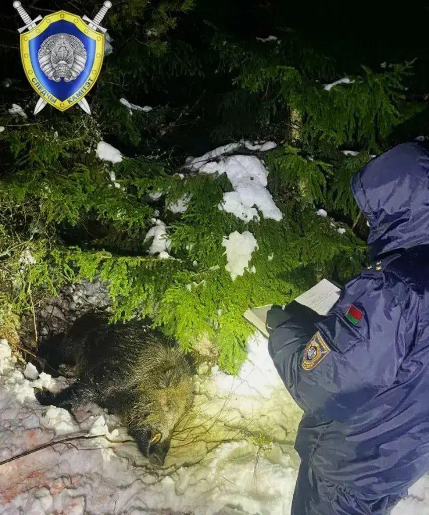 Во время загонной охоты на одного из мужчин напал дикий кабан прямо посреди леса.