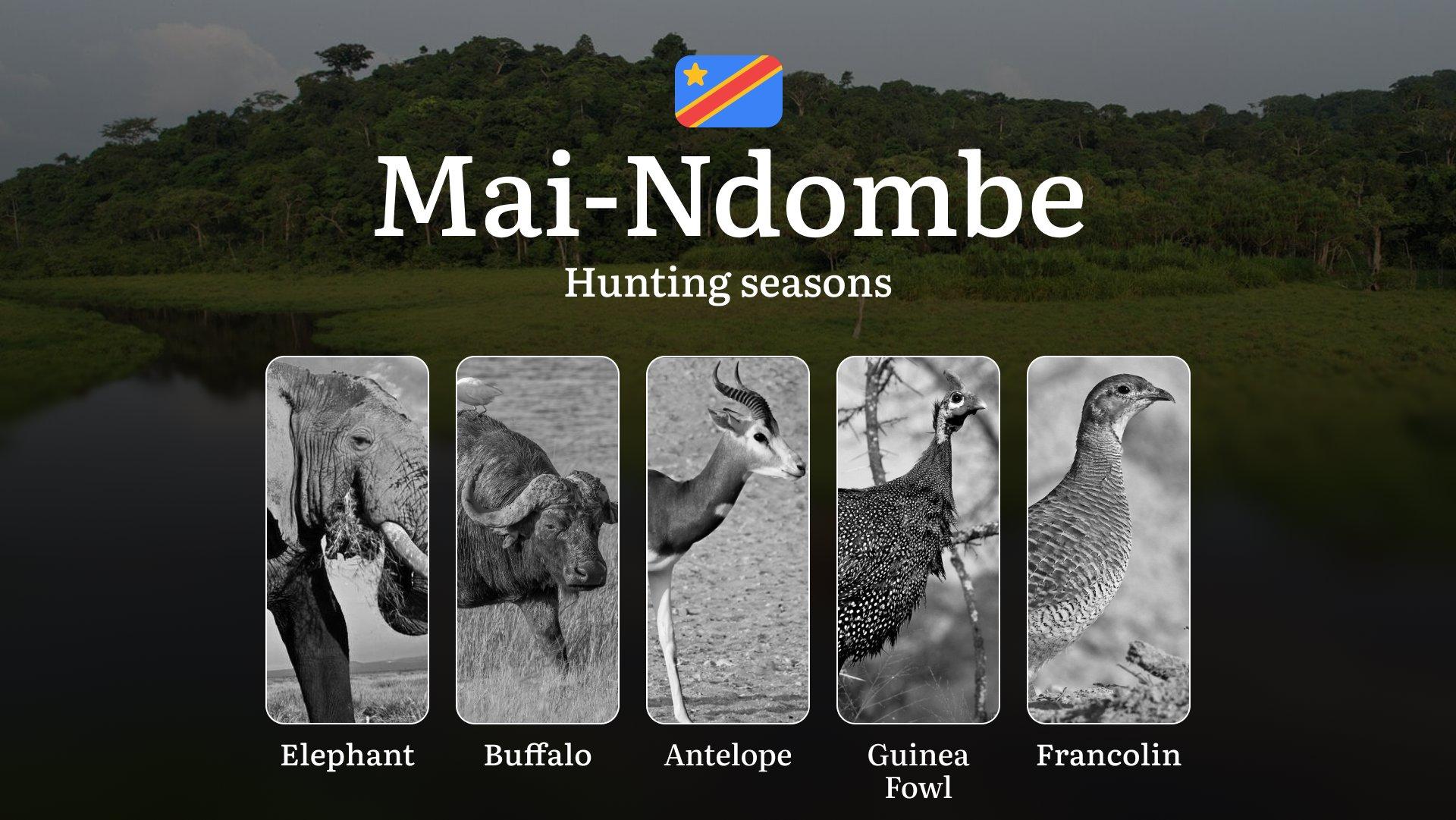 Mai-Ndombe: Official Hunting Dates, Legal Limits, Licensing Standards, Gear Strategies, Tools, and Tactics 