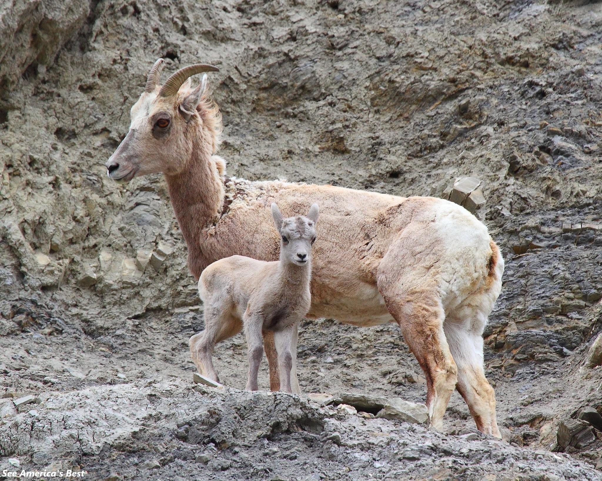There are so many to see in Yellowstone National Park!