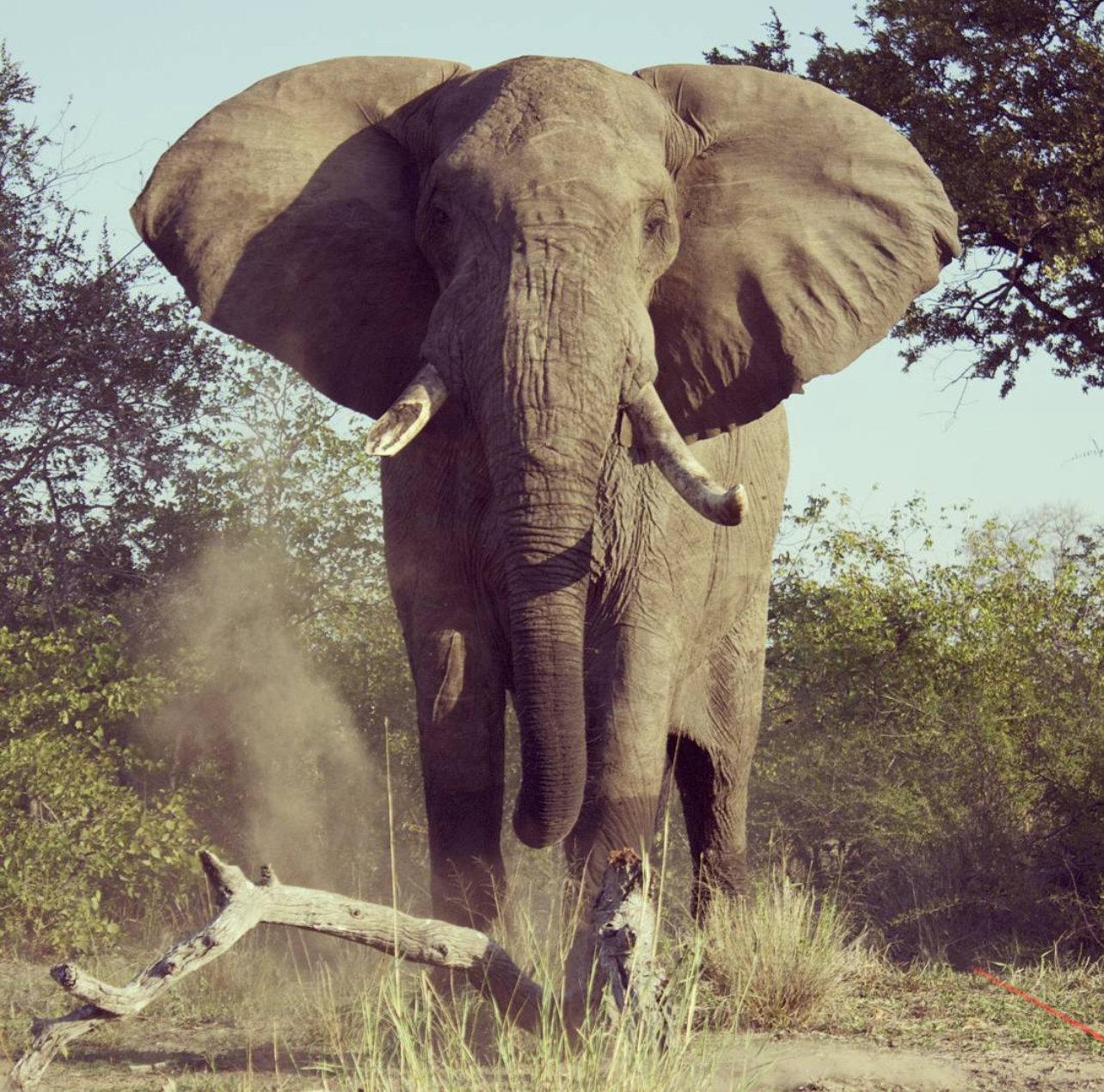 African Game Animals list: A Concise Field Guide