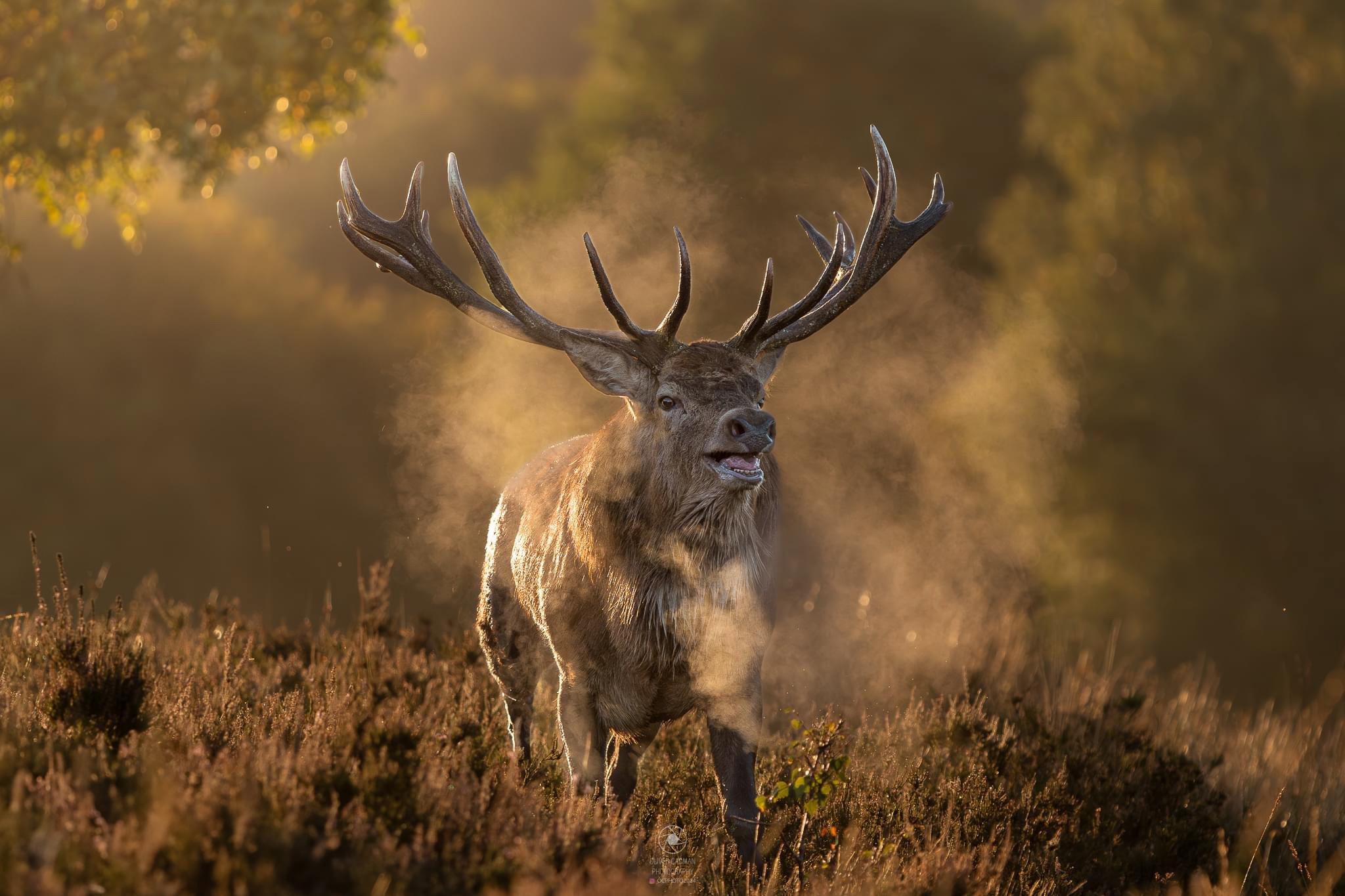 A Few More Red Deer in the Morning Light