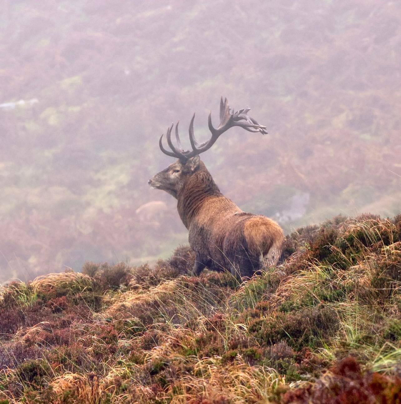 The Monarch also known as the Grandmaster of Killarney photographed recently high in Killarney National Park.