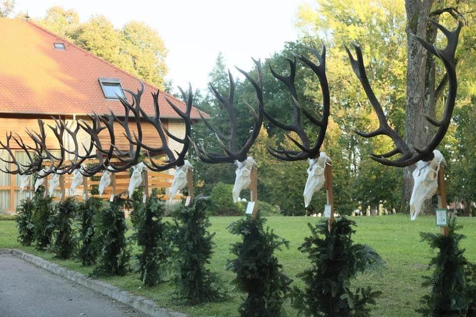 Trophy presentation at the governmental forest company in Somogy county , Hungary .