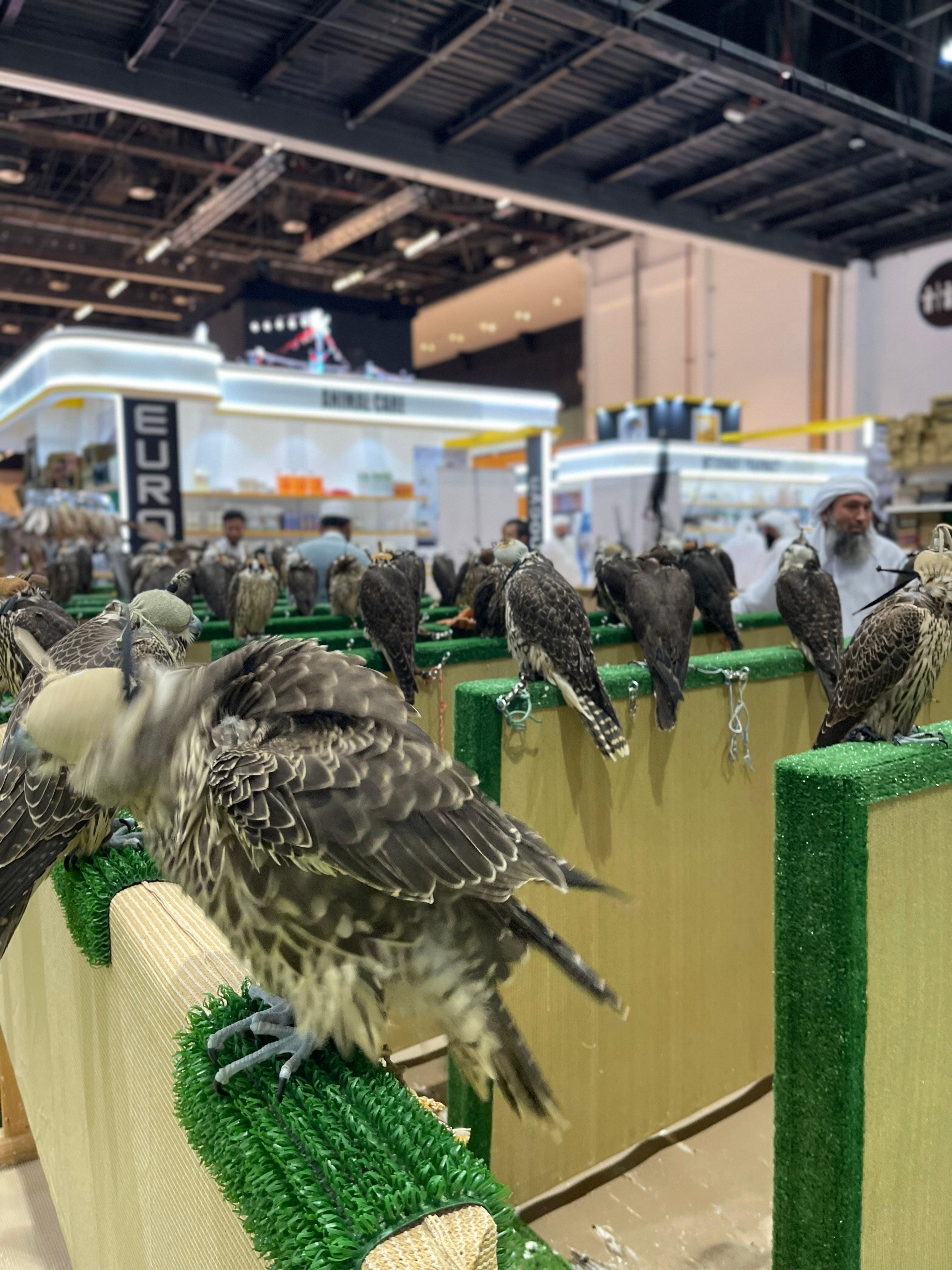 The Timeless Tradition of Falconry in the UAE