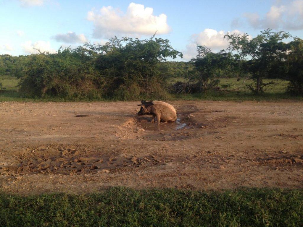Barbuda is a wildlife paradise