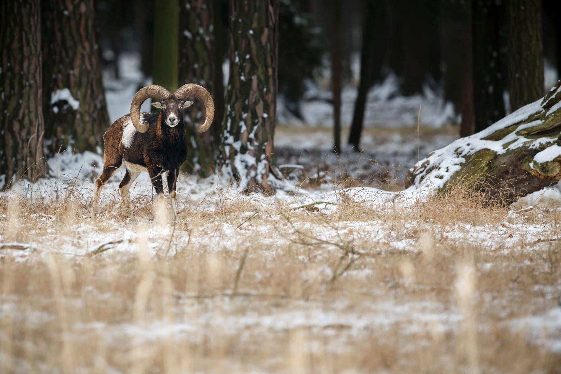 Die Jagd im Raum Schwaz: Landschaft, Struktur, Wildtierbestände, Jagdmethoden, Zeiträume, Vorschriften, Gruppen, Bräuche, Aspekte       