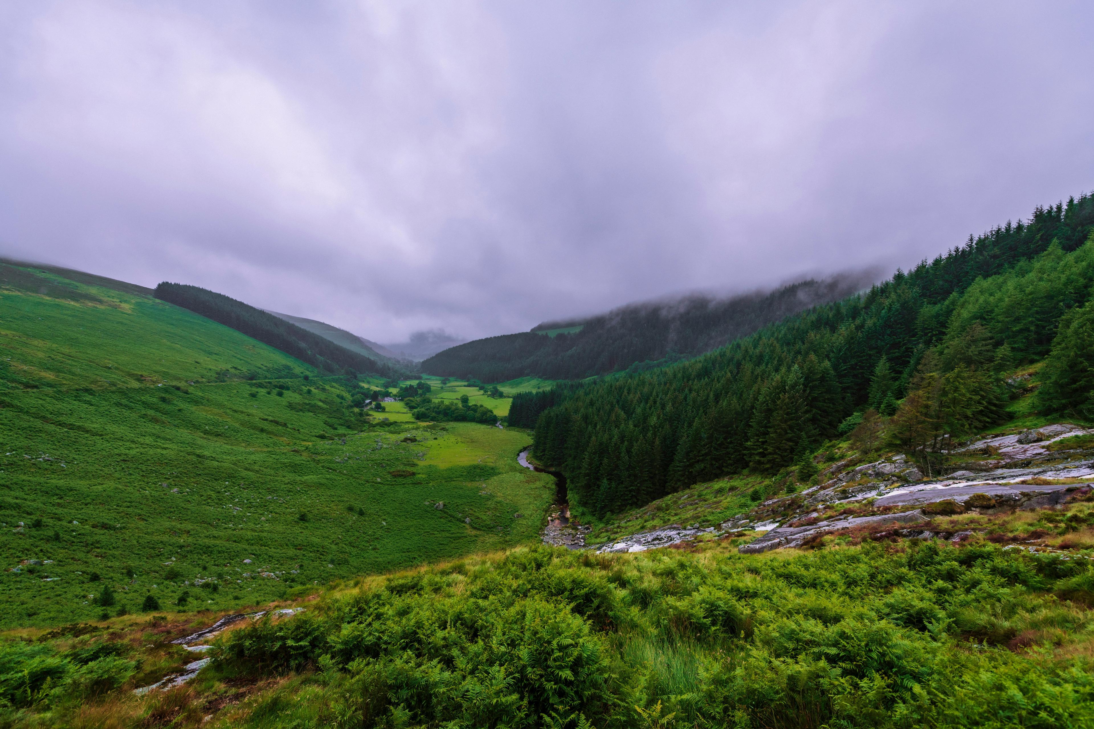 Sika Deer Hunting in Ireland: Demographics, Clubs, Legislation, Laws and Hunting Seasons