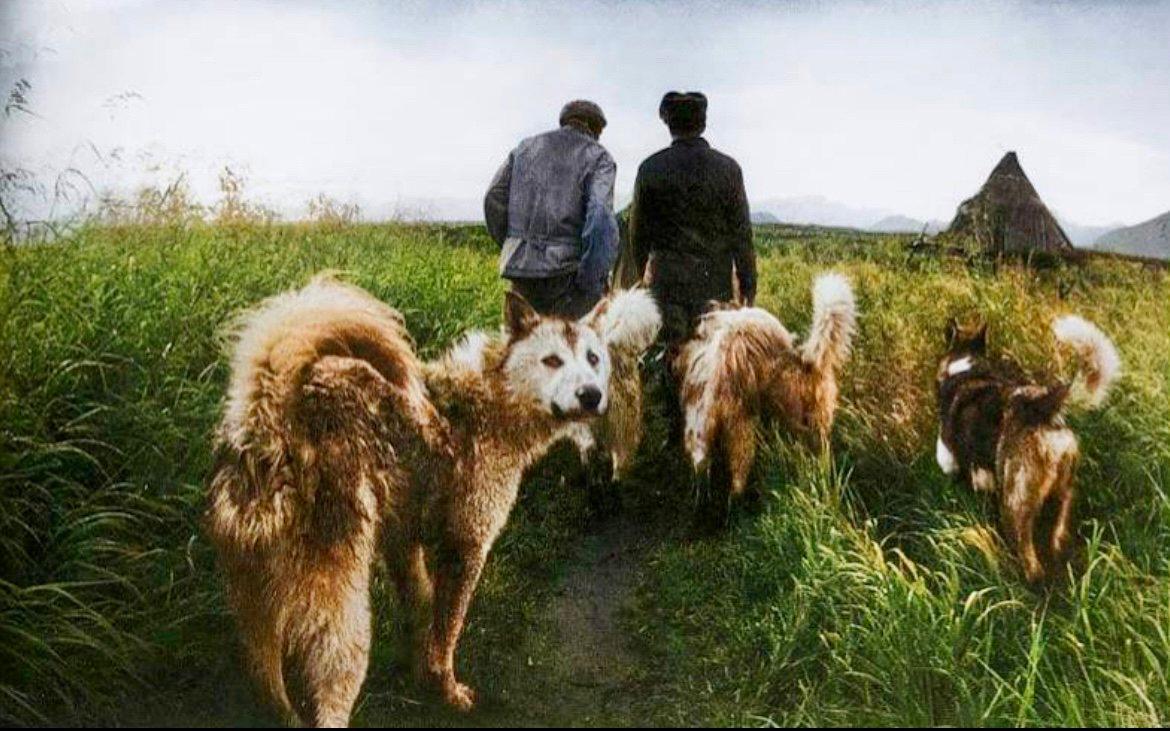 Hunting in the tundra.