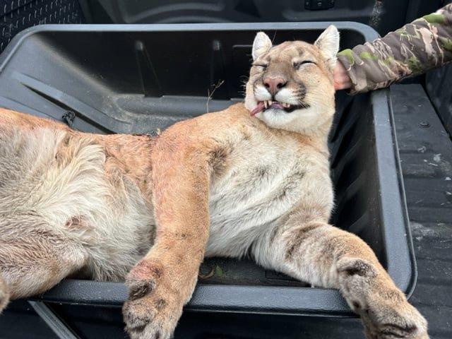 Archer in Buffalo County, Wis., shoots cougar after fearing for his safety while deer hunting
