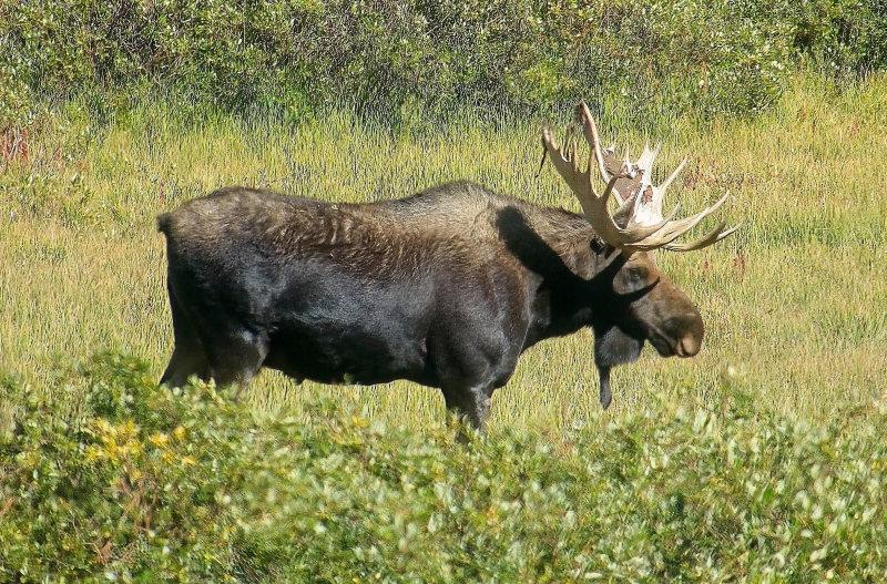 moose friday😍😍
