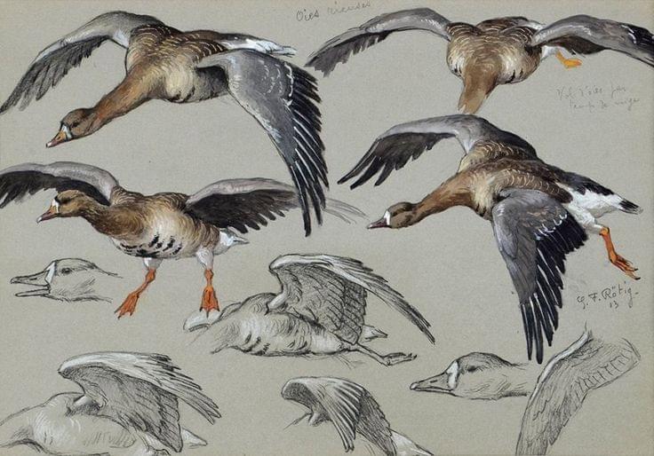 Wildlife art by Georges Frederic Rotig  (1873-1961)