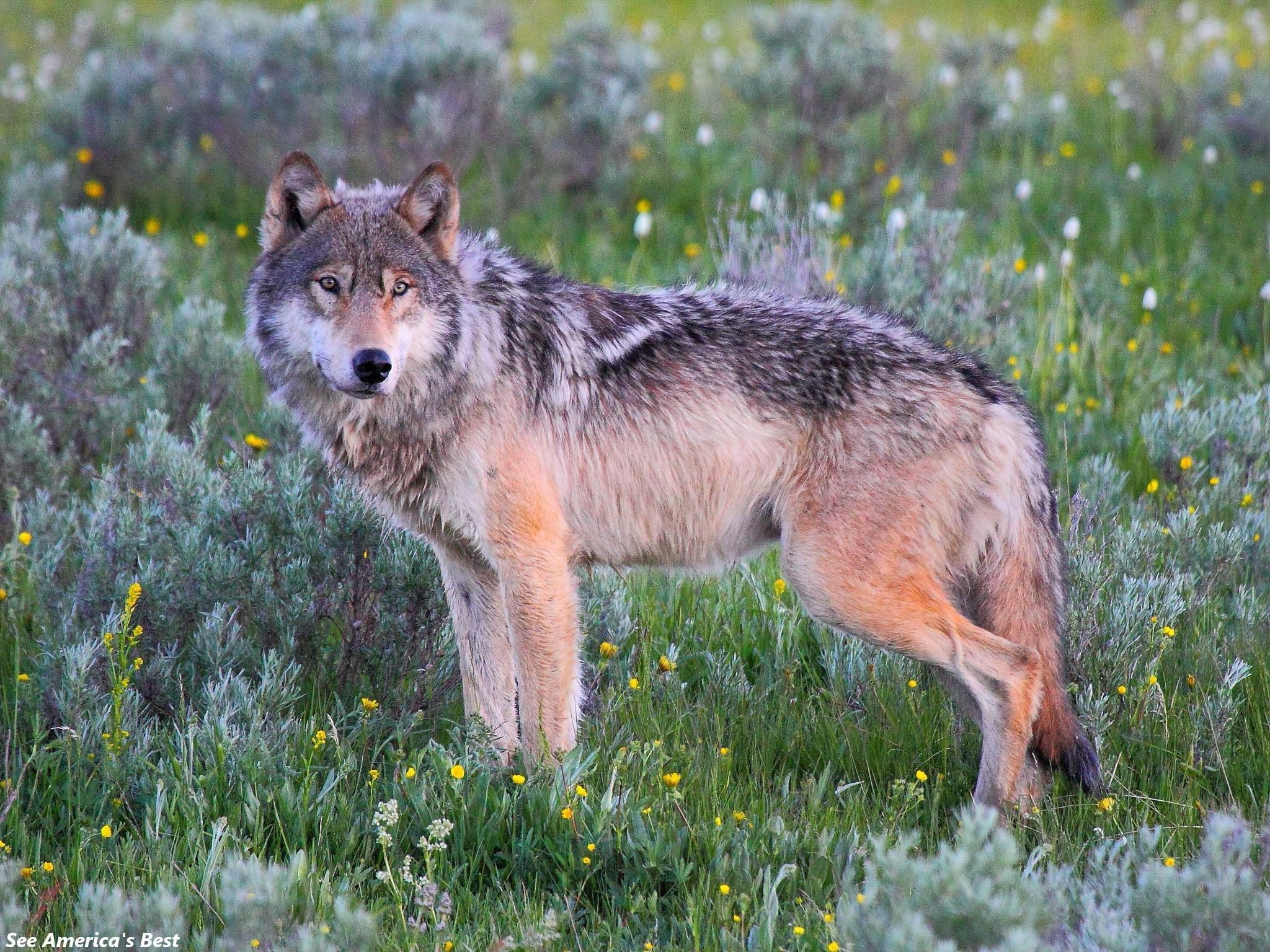 There are so many to see in Yellowstone National Park!