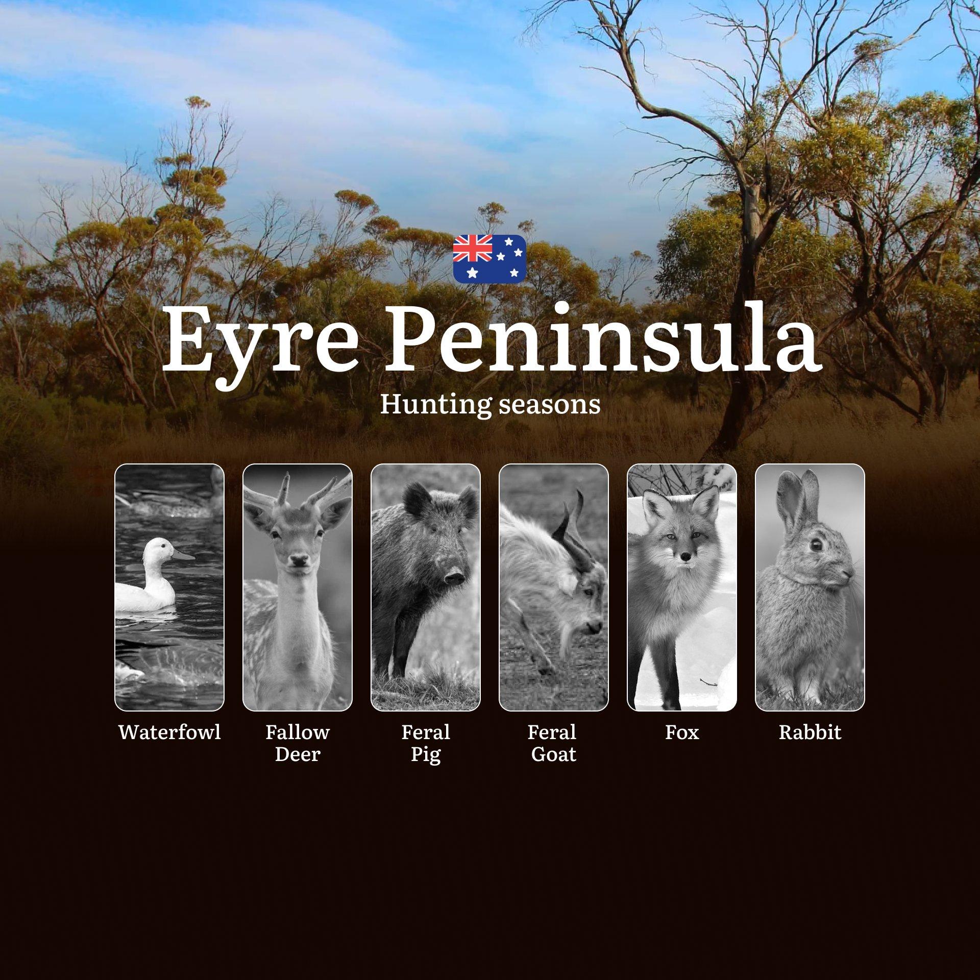 Eyre Peninsula Hunting Calendar: When Coastal Bushland Meets Outback Game - Deer, Waterfowl and Feral Pursuits