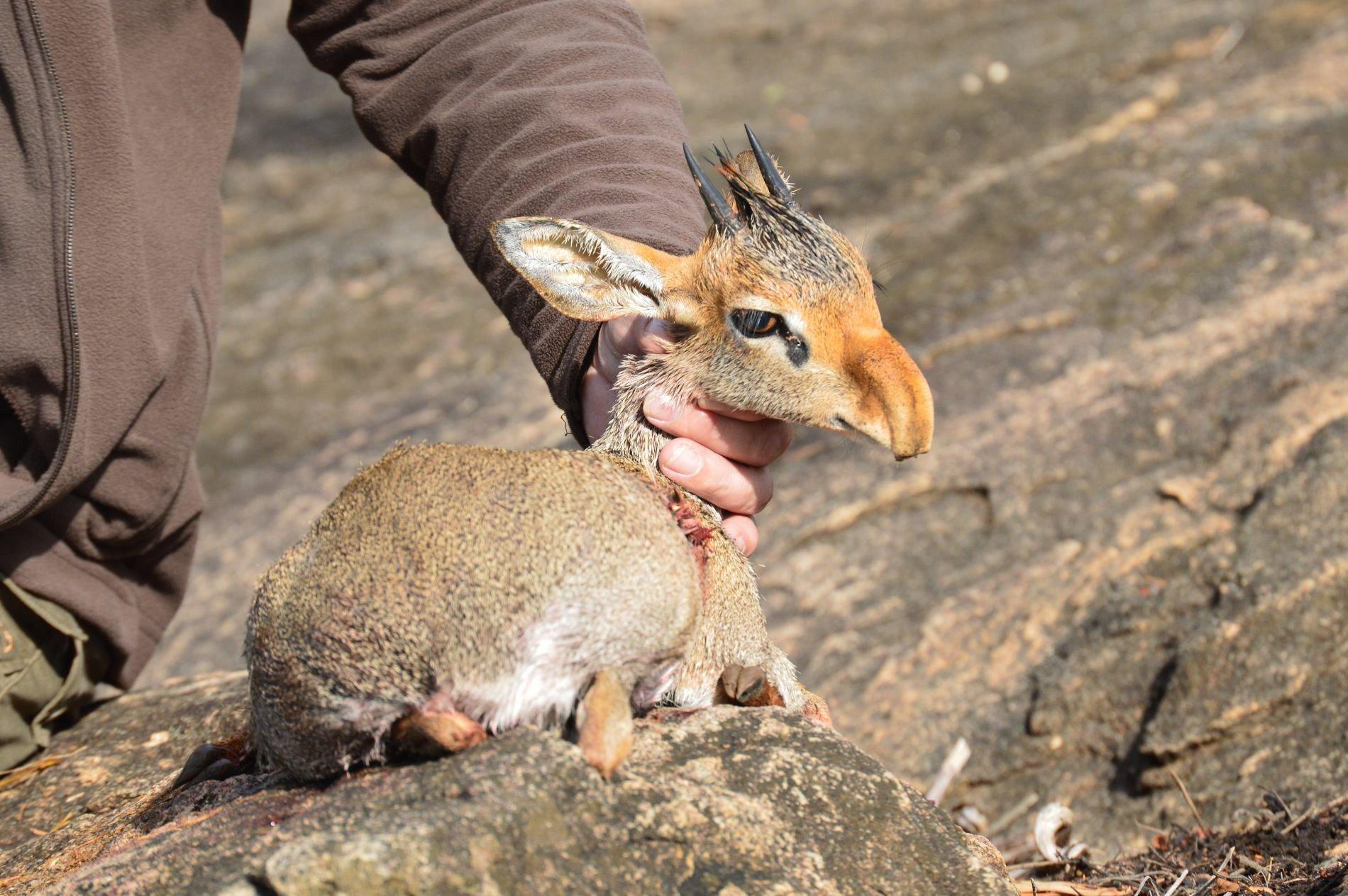 Hunting in Kalungu, Uganda: Geographical Features, Wildlife, Laws, and Hunting Seasons