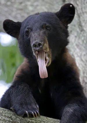 Louisiana sets first hunting season for iconic 'Teddy' bear in 2024 as population swells