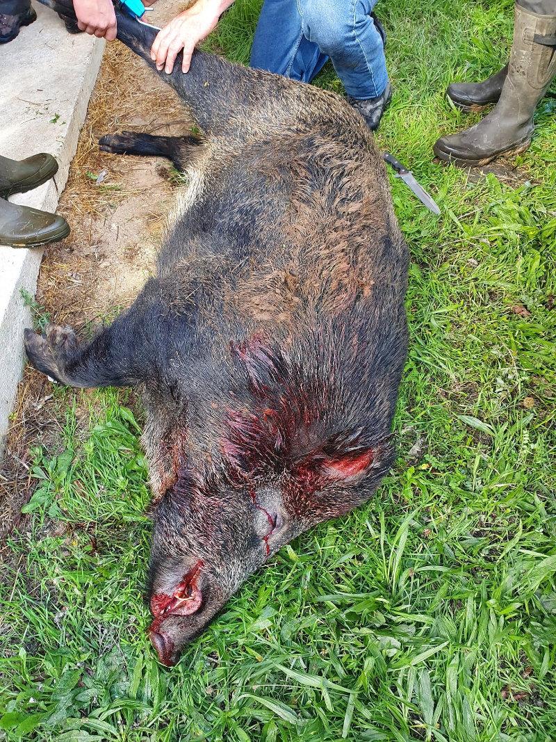 164 kg 🐶🐶🐗🐗
