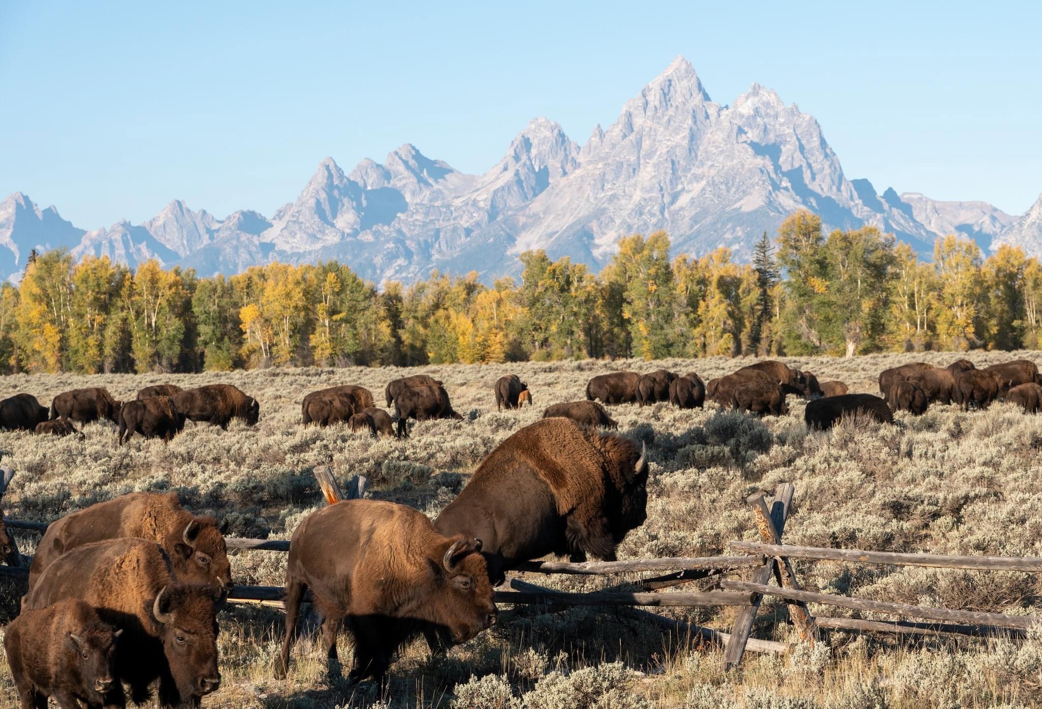 Some of my favorite shots from the #Yellowstone area.