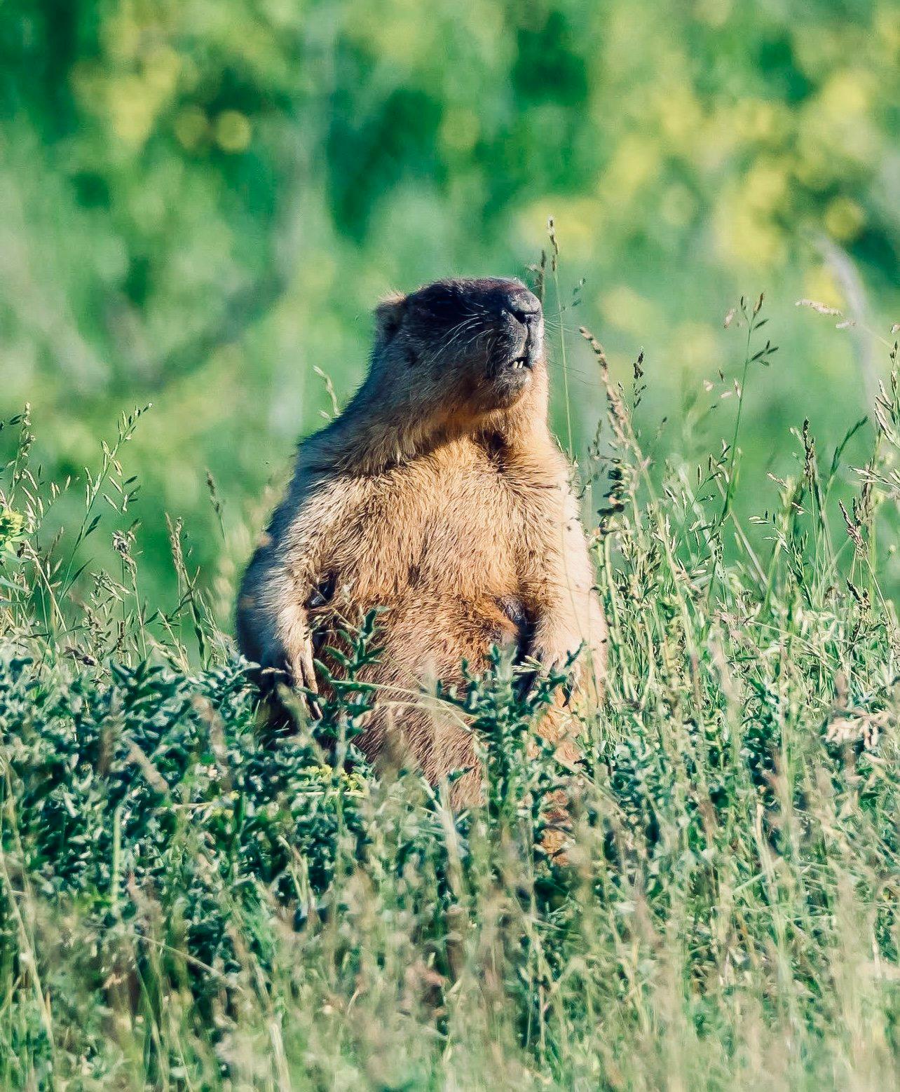 СУРОК БАЙБАК: описание, охота на сурка байбака, где обитает, сезон и методы добычи.