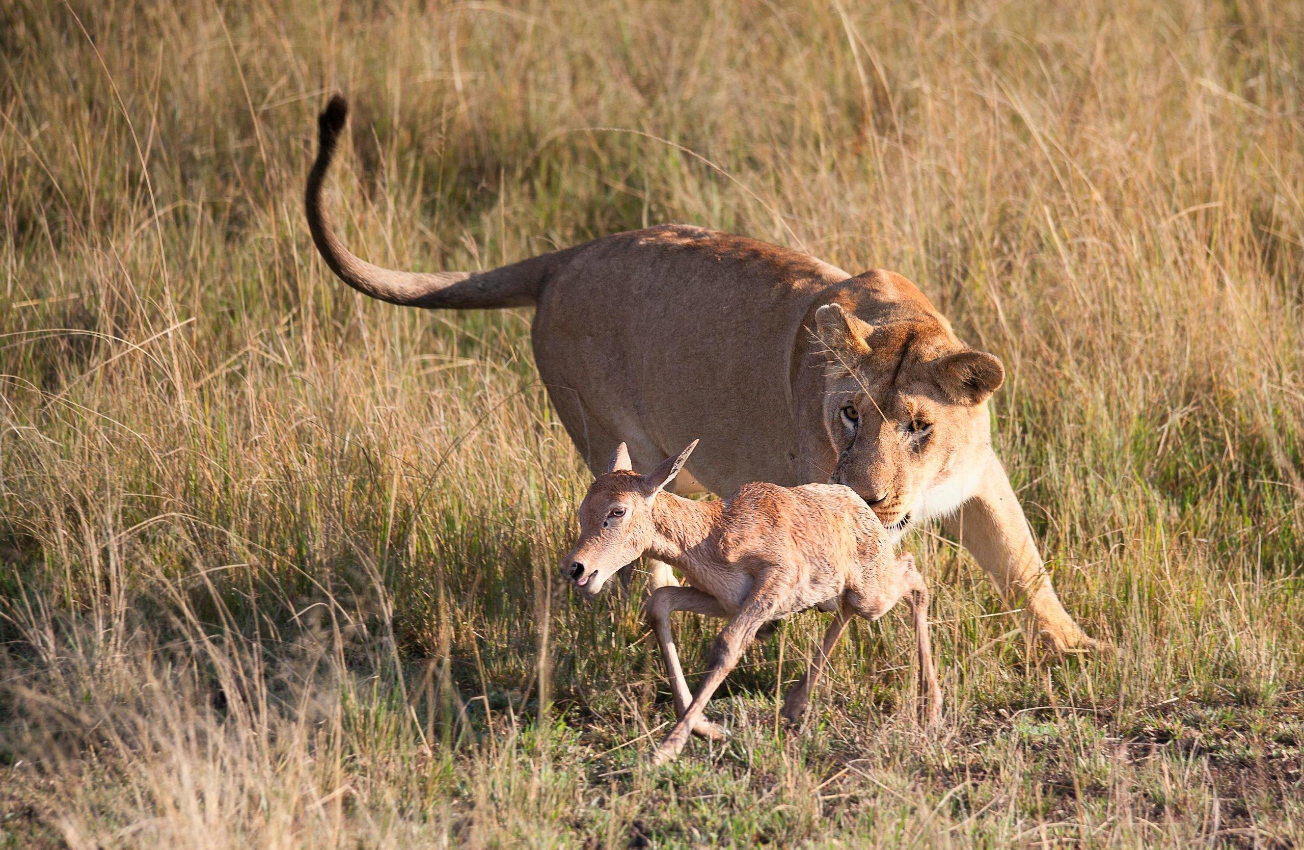 Big Game Hunting in Amuria & Budaka, Uganda: Trophy Species, Local hunting communities, Safari Planning Tips