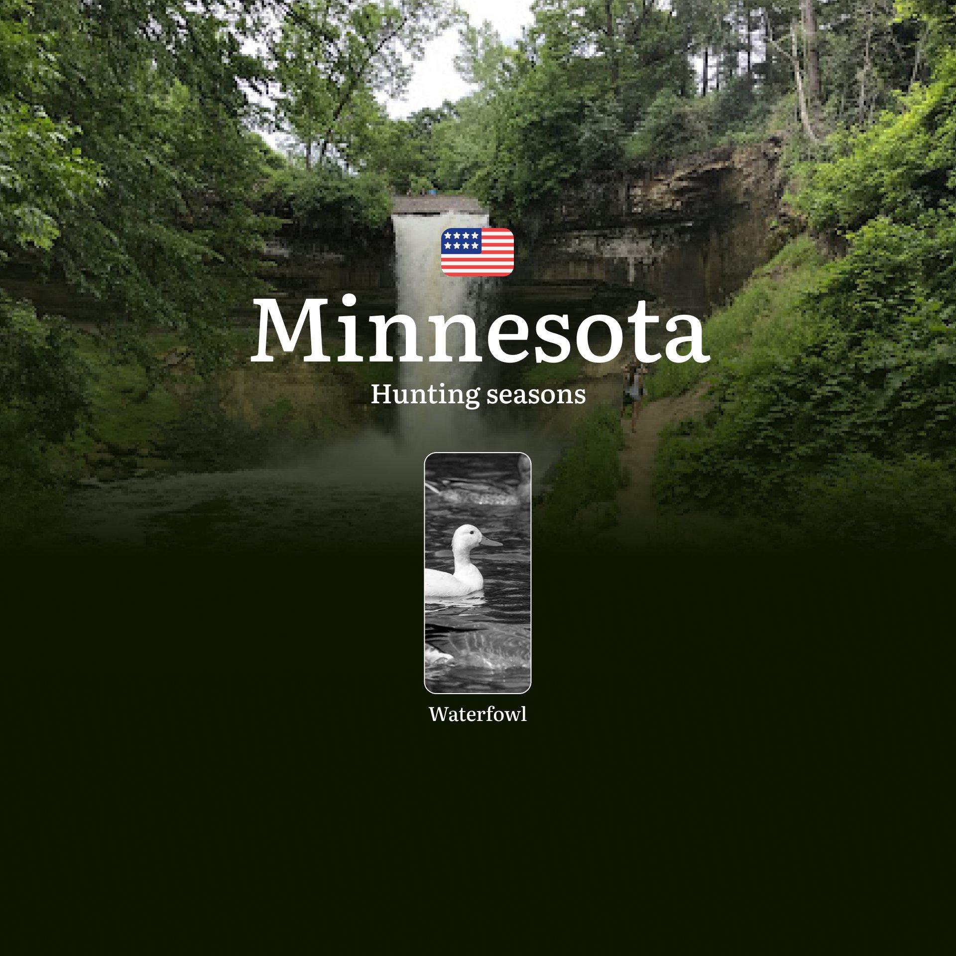 Waterfowl Hunting Seasons in Minnesota, USA: Hunting Periods, Opening and Closing Dates, Licenses, Rules, and Best Times for Hunting